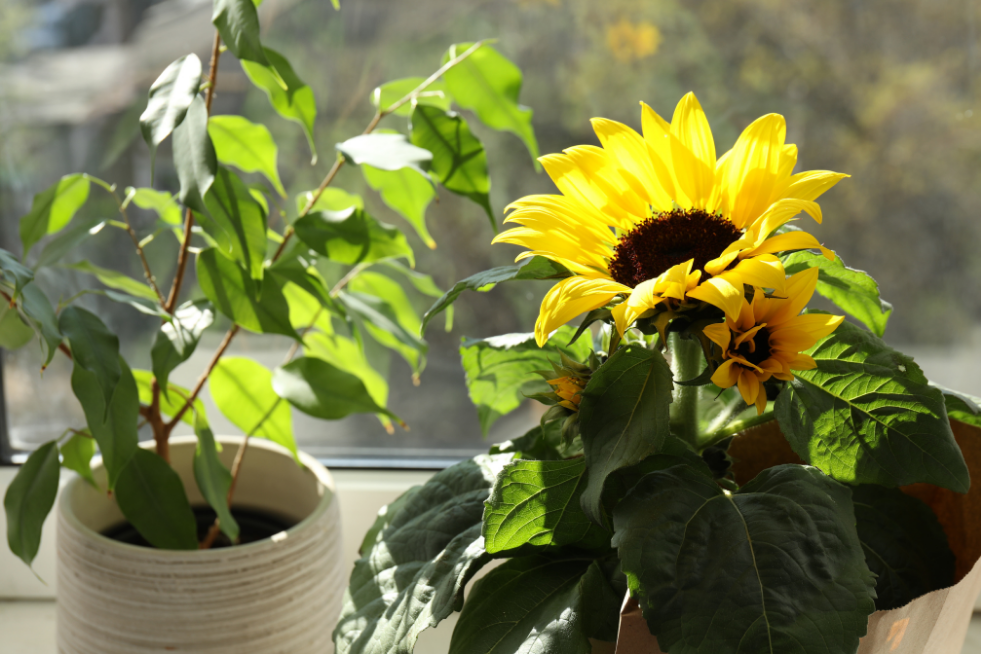 A sunflower plant in a pot on a windowsill