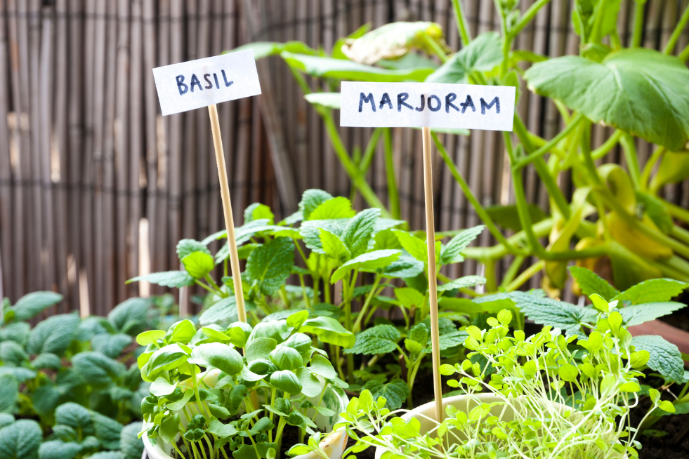 Green leaves labelled as 'Basil' and 'Marjoram' in a miniature herb garden