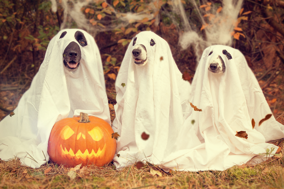 Three dogs dressed as ghosts with a pumpkin 