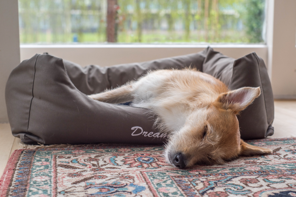 A dog sleeping in its bed