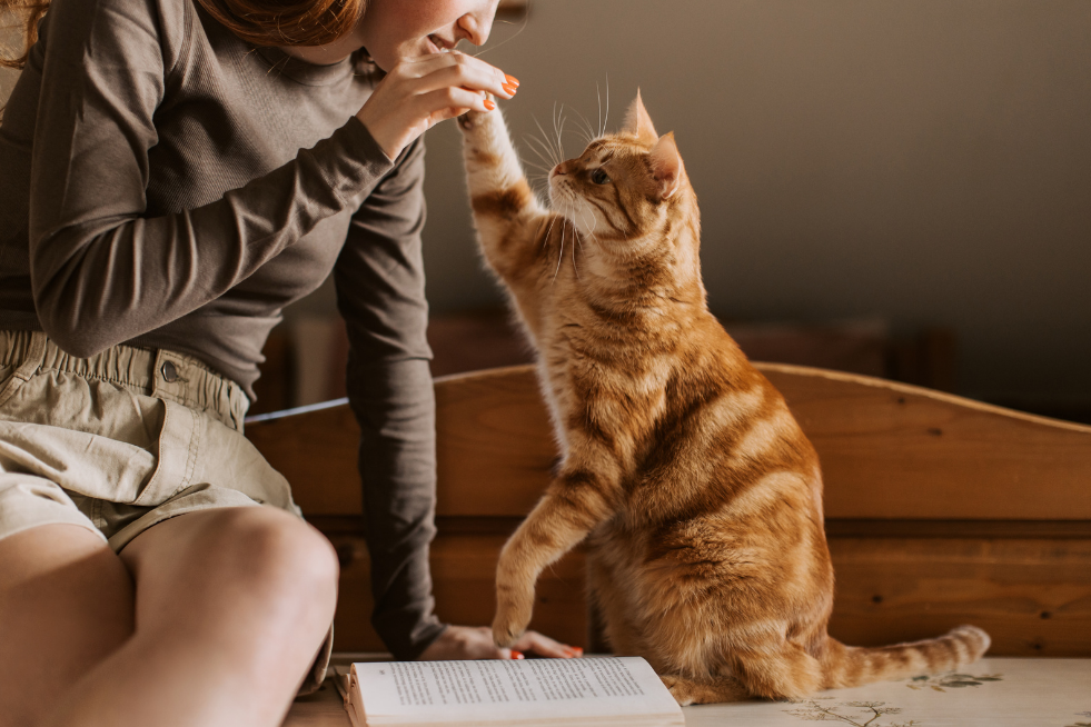A cat reaching for its owner's hand
