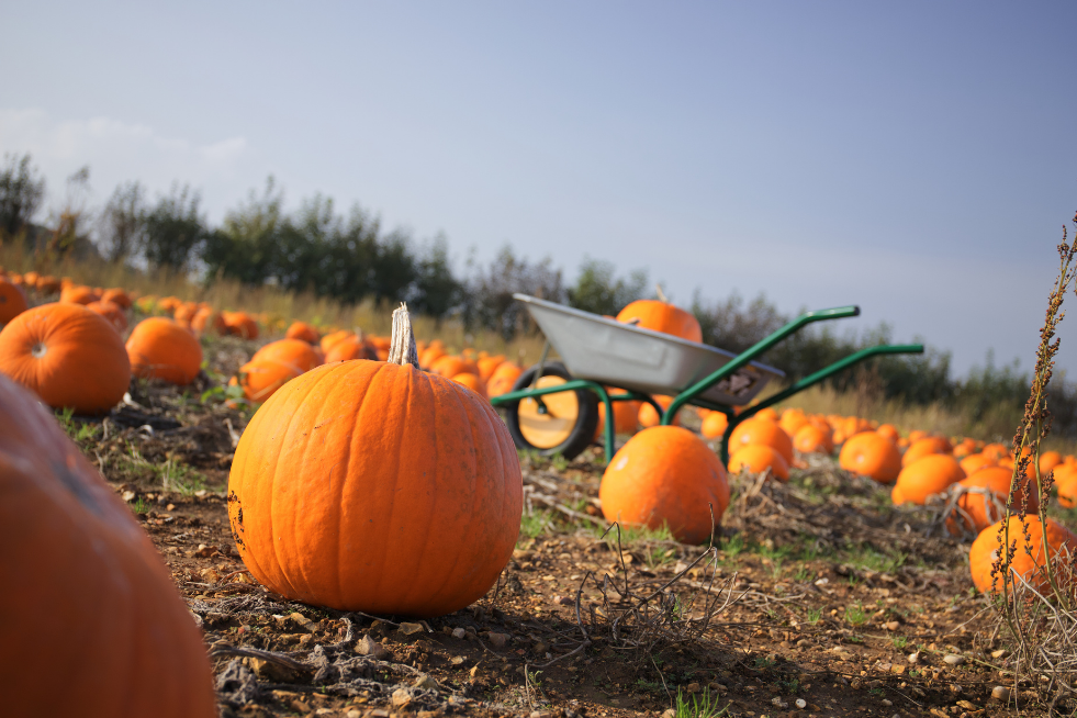 Pumpkin patch and a wheelbarrow 