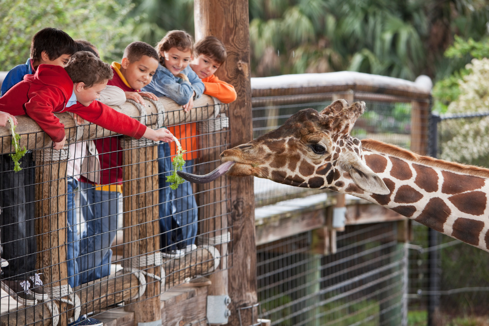 Children leaning over a fence to feed a giraffe