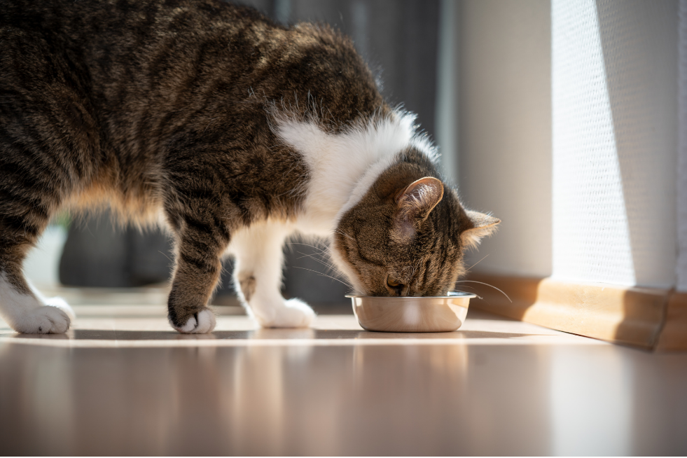 A cat eating from its food bowl
