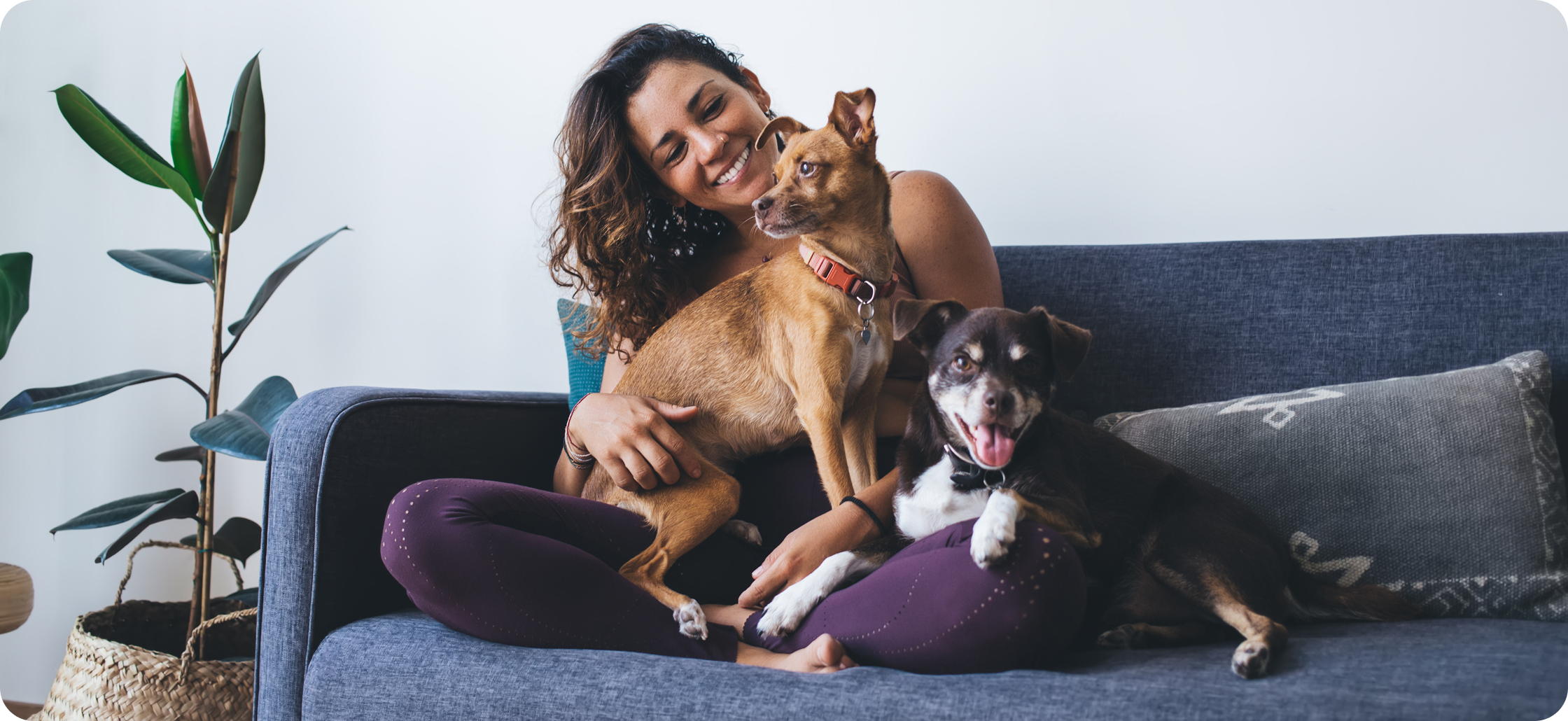 Pet discounts banner image