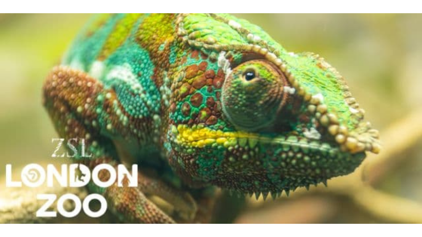 London Zoo Blue Light Card discounts banner 