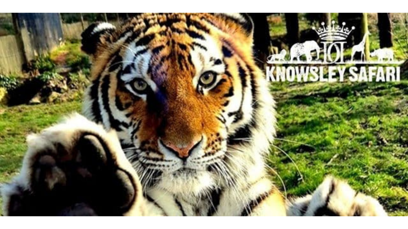 Knowsley Safari Blue Light Card discounts banner