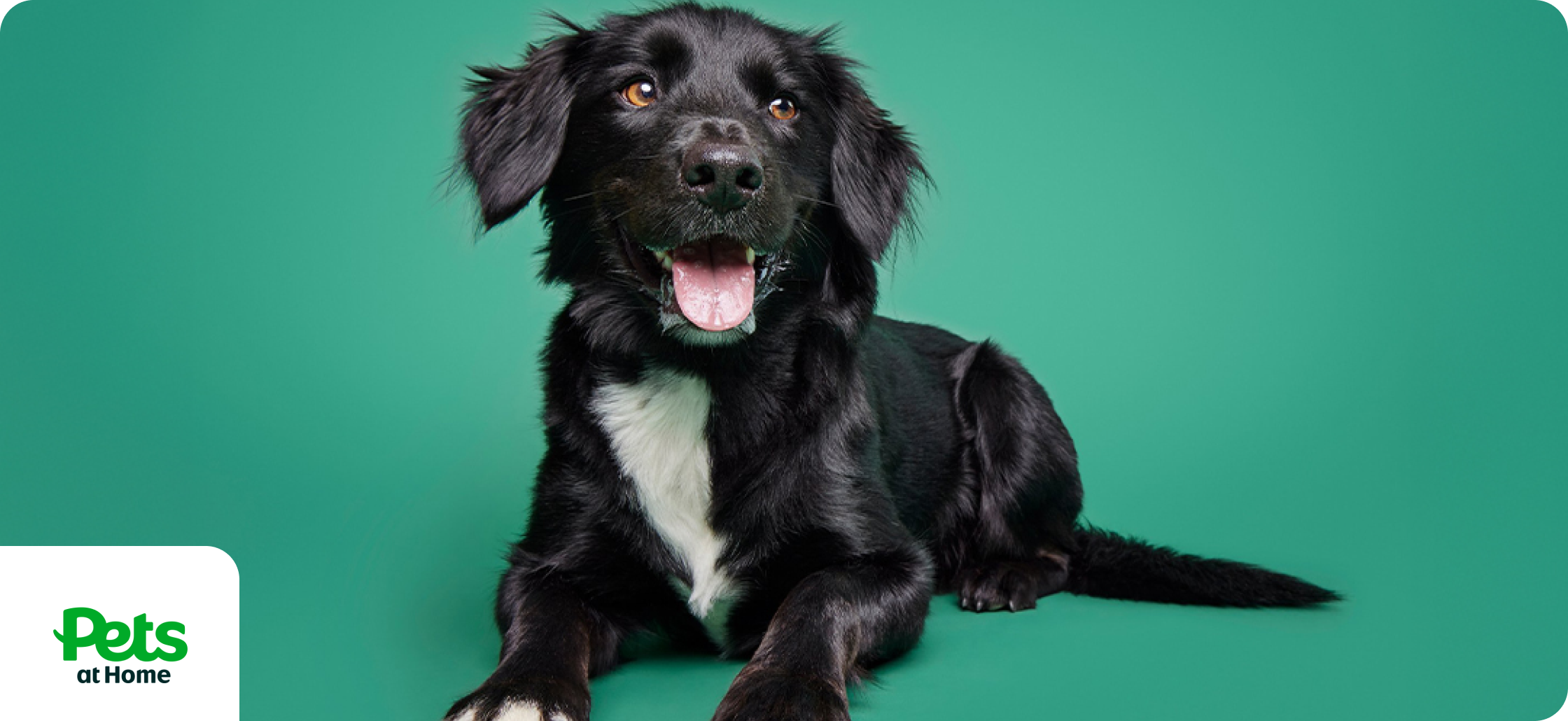 Blue Light Card Pets at Home discounts banner image