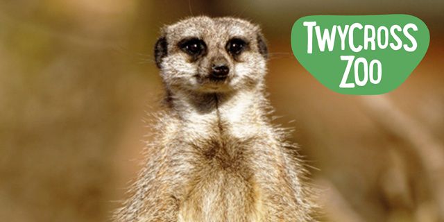 Twycross Zoo Blue Light Card discount image