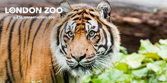 London Zoo Blue Light Card discount image