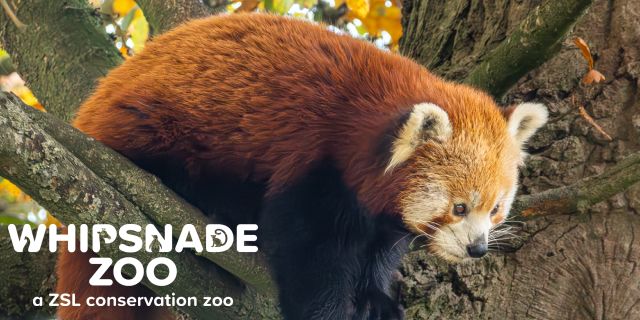 Whipsnade Zoo Discounts