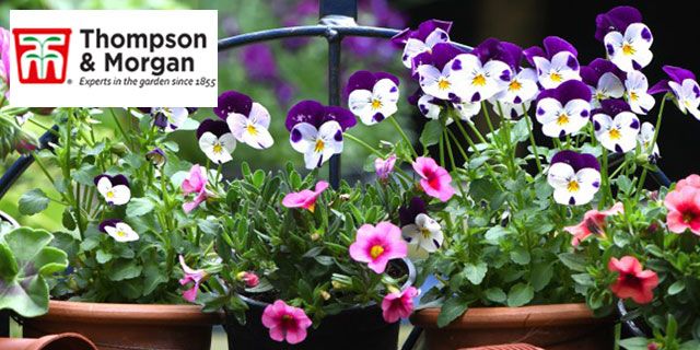 Thompson and Morgan Discounts