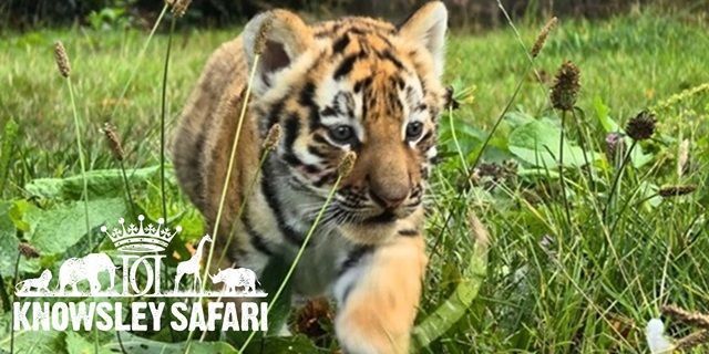 Knowsley Safari Park Discounts