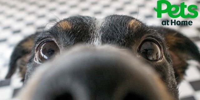 Pets at Home discount image